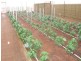 175 Cummins Lane, Broken Hill NSW 2880