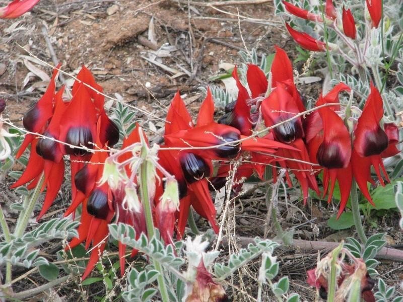 194 Carbon Street, Broken Hill NSW 2880