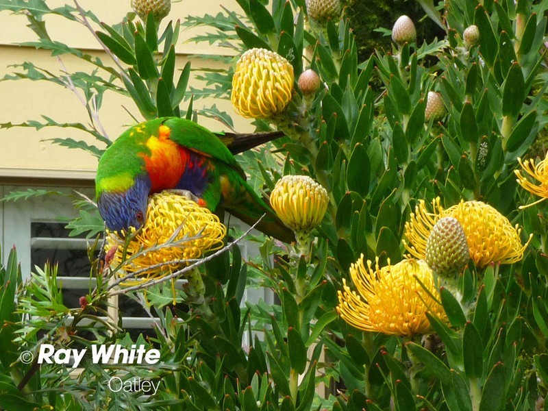 11/1-5 Ada Street, Oatley NSW 2223