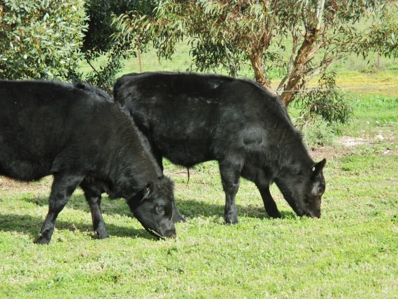 618 Jervois Road, Murray Bridge SA 5253