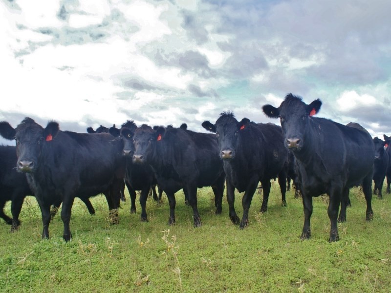 618 Jervois Road, Murray Bridge SA 5253