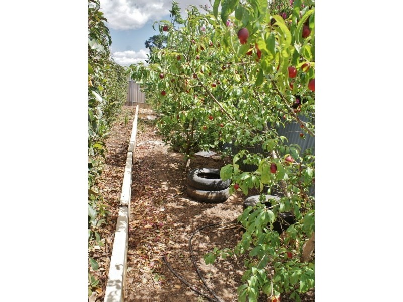 8 Lyric Close, Murray Bridge SA 5253