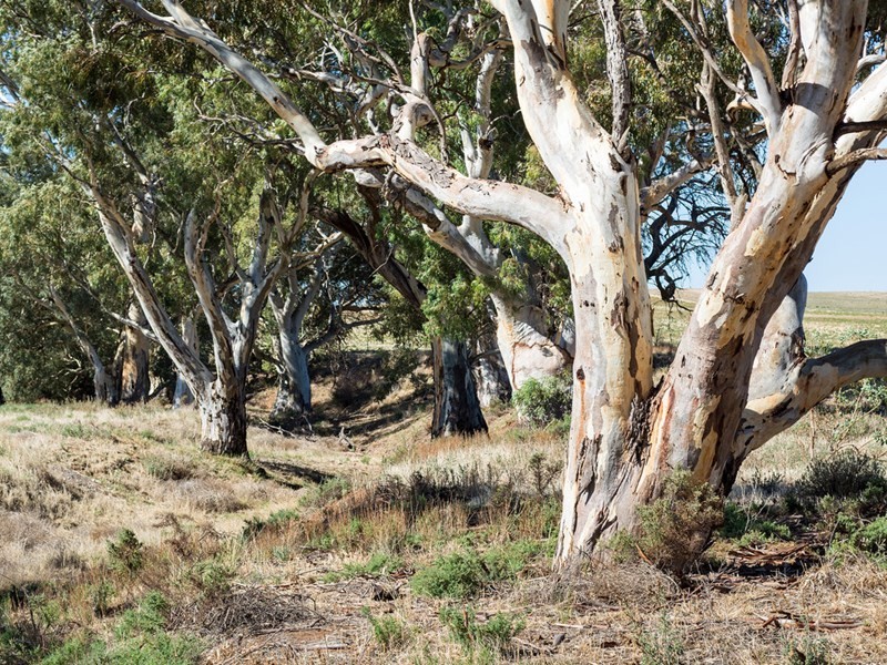 2284 Ridley Road, Angas Valley SA 5238