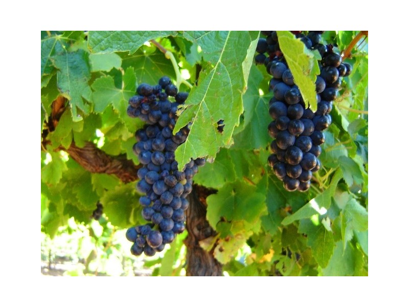 Sect 927 Balanada Drive, Murray Bridge SA 5253