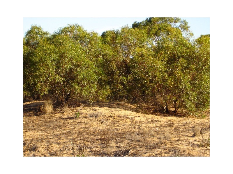 Lot 31 Govt. Road via Blackett Road, Tailem Bend SA 5260