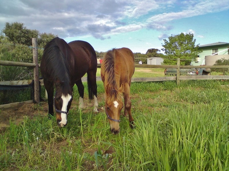 1062 Ferries McDonald Road, Monarto South SA 5254