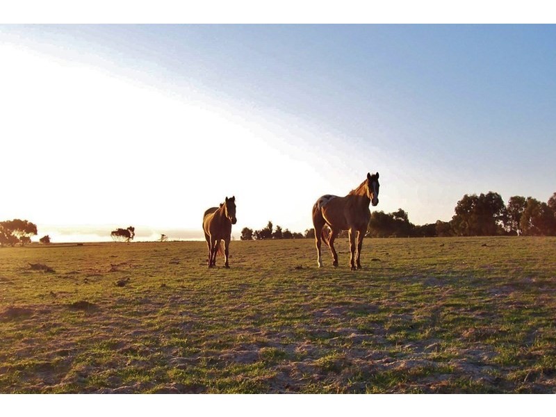 1062 Ferries McDonald Road, Monarto South SA 5254