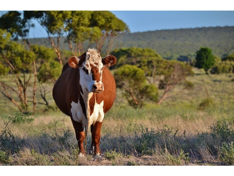 1062 Ferries McDonald Road, Monarto South SA 5254