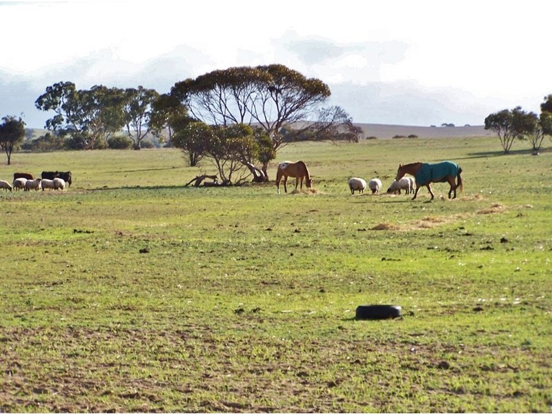 1062 Ferries McDonald Road, Monarto South SA 5254