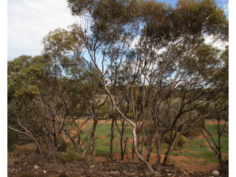 Lot 521 Crow Road, Murray Bridge SA 5253