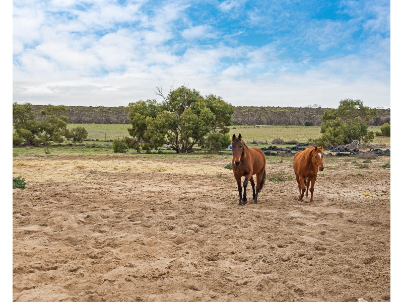 1163 Ferries McDonald Road, Monarto SA 5254