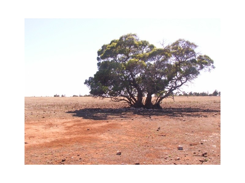 Lot 382 Cnr Lomandra and Kowald Road, Tailem Bend SA 5260