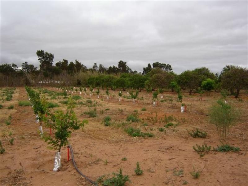 Sections 989 and 1051 Mypolonga Road and Carawatha Drive, Mypolonga SA 5254