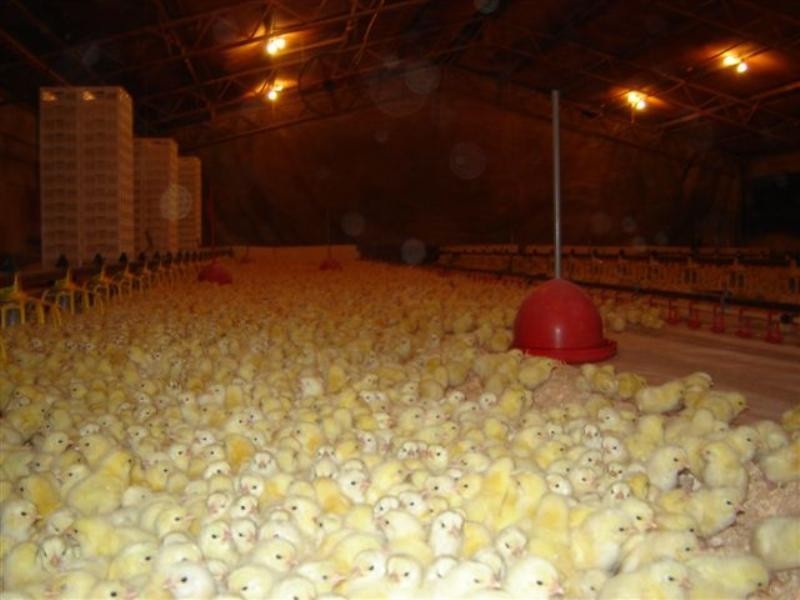 Sections 989 and 1051 Mypolonga Road and Carawatha Drive, Mypolonga SA 5254