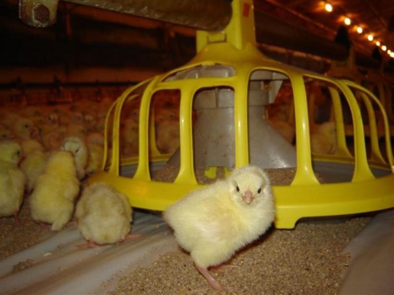 Sections 989 and 1051 Mypolonga Road and Carawatha Drive, Mypolonga SA 5254