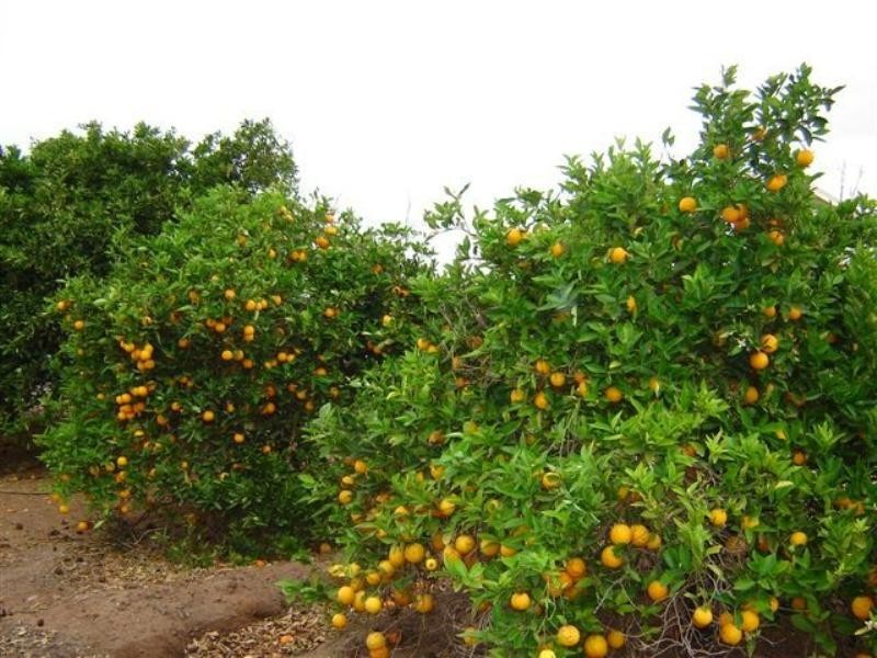 Sections 989 and 1051 Mypolonga Road and Carawatha Drive, Mypolonga SA 5254