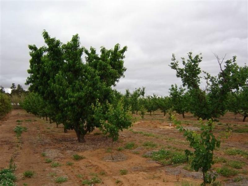 Sections 989 and 1051 Mypolonga Road and Carawatha Drive, Mypolonga SA 5254