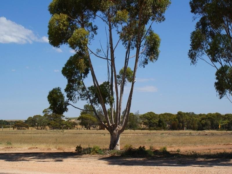 Lts11,12,13 Railway Terrace, Wynarka SA 5306