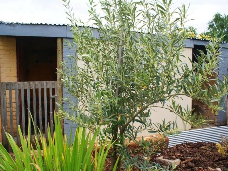 15 Eleanor Terrace, Murray Bridge SA 5253