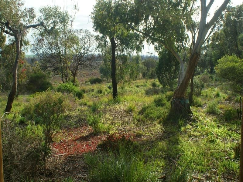 117 Murray Drive, Murray Bridge SA 5253
