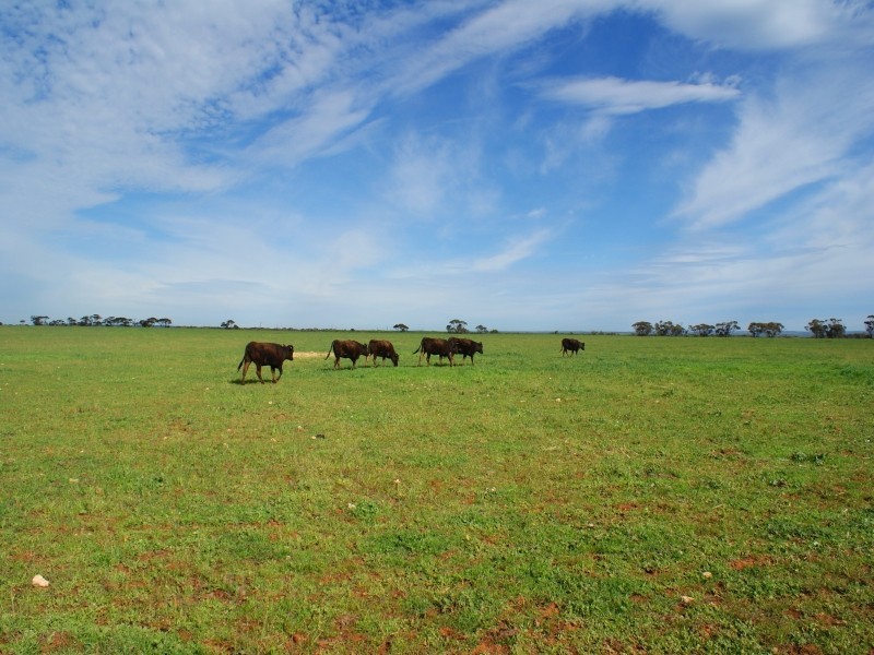 Section 714 Mypolonga Road, Mypolonga SA 5254