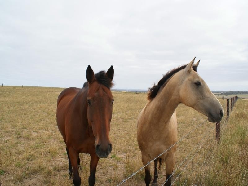 Lot 5 Mountain View Road, Monarto SA 5254