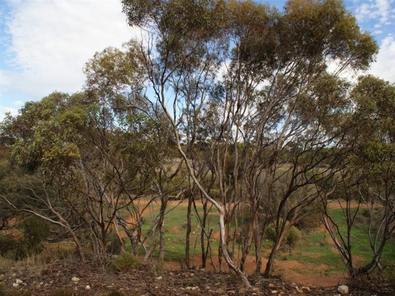 Lot 521 Crow Road, Murray Bridge SA 5253