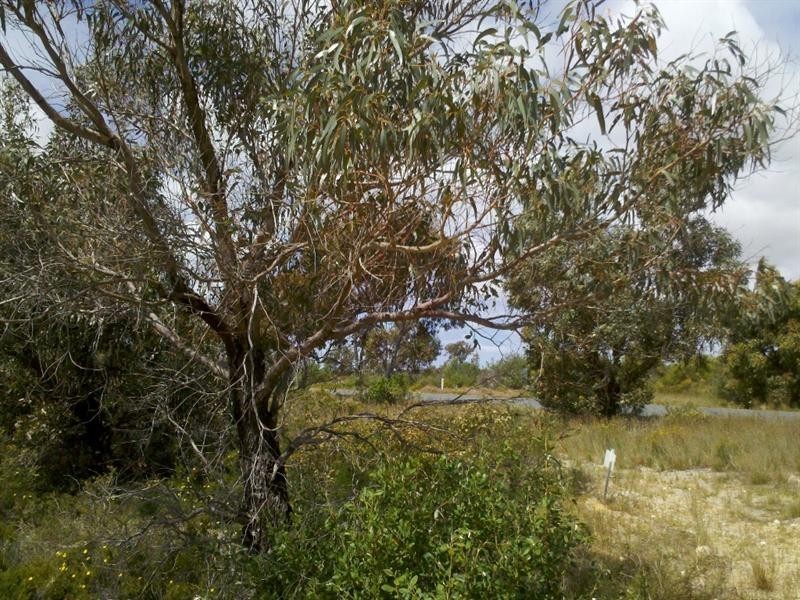 LOT 75 Indiana Crescent, Karakin WA 6044