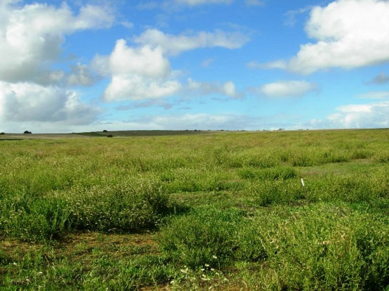 347 Hakea, Nilgen WA 6044