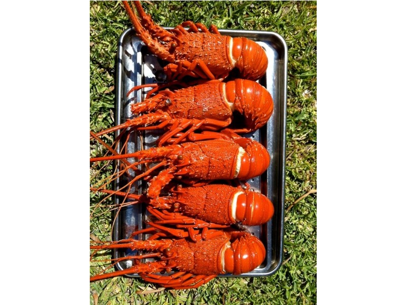 16 Wedge Street, Ledge Point WA 6043