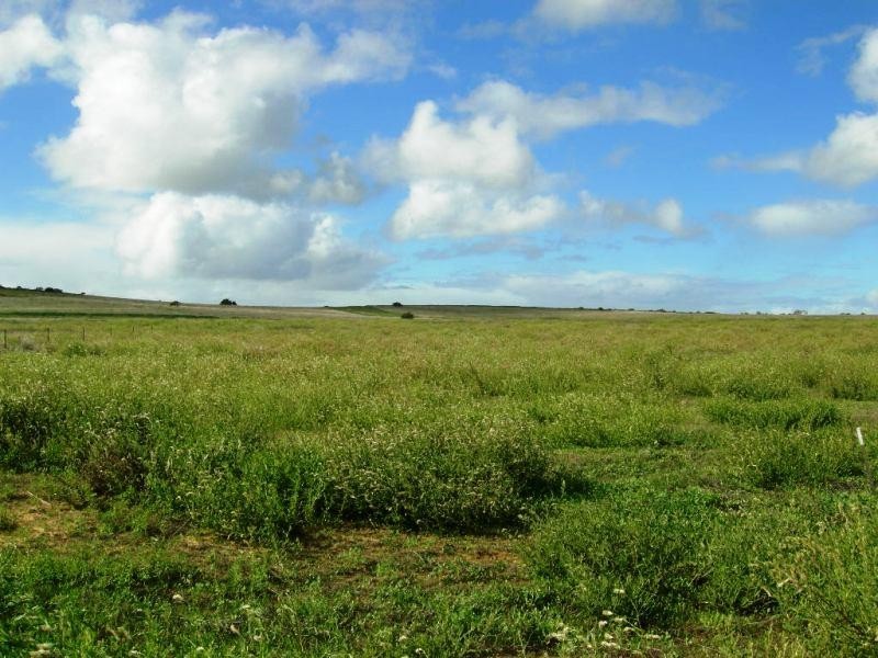 347 Hakea, Nilgen WA 6044