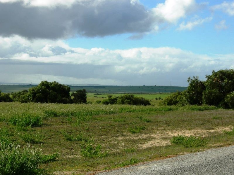 347 Hakea, Nilgen WA 6044