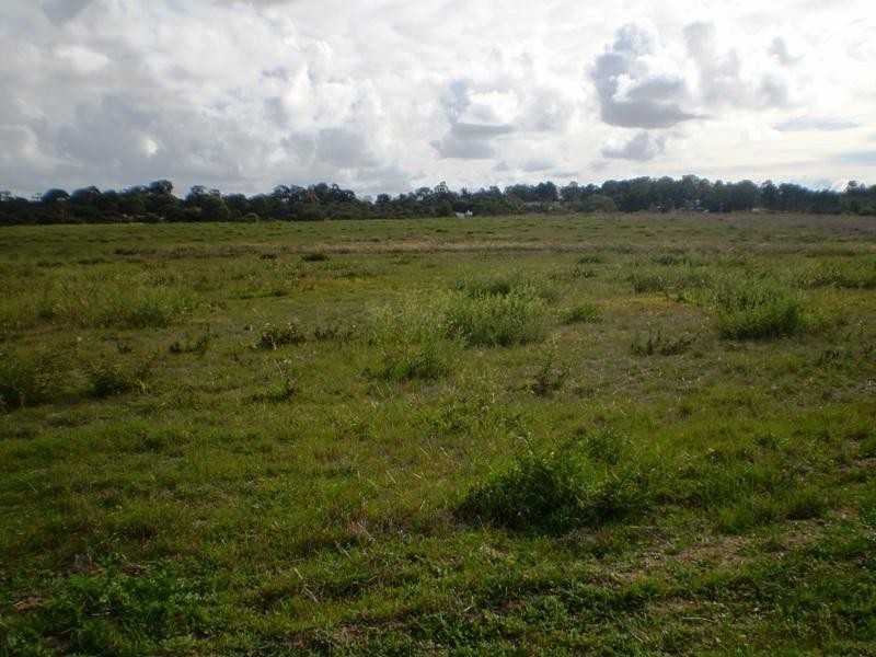 359 Hakea, Lancelin WA 6044