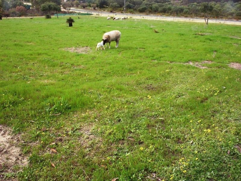 25 Kangaroo Way, Lancelin WA 6044