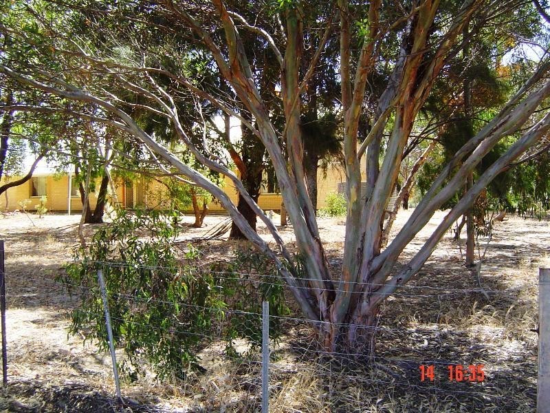 25 Kangaroo Way, Lancelin WA 6044