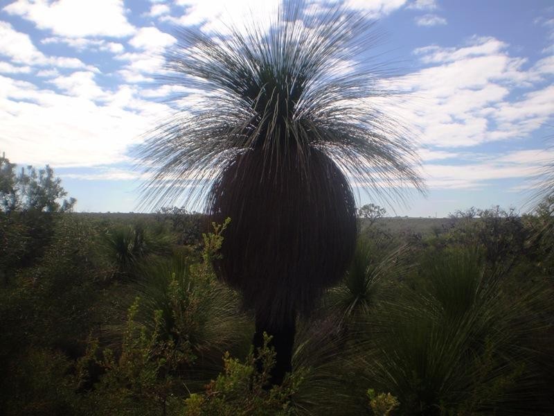 185 Wildflower Way, Karakin WA 6044