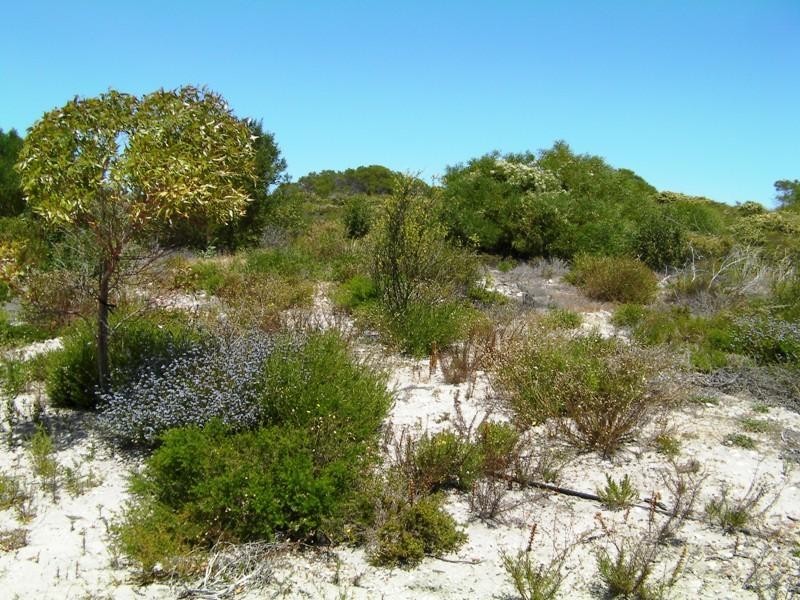 305 Pindari Place, Lancelin WA 6044