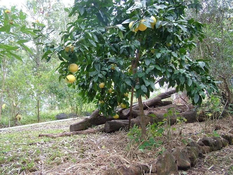 Crohamhurst QLD 4519