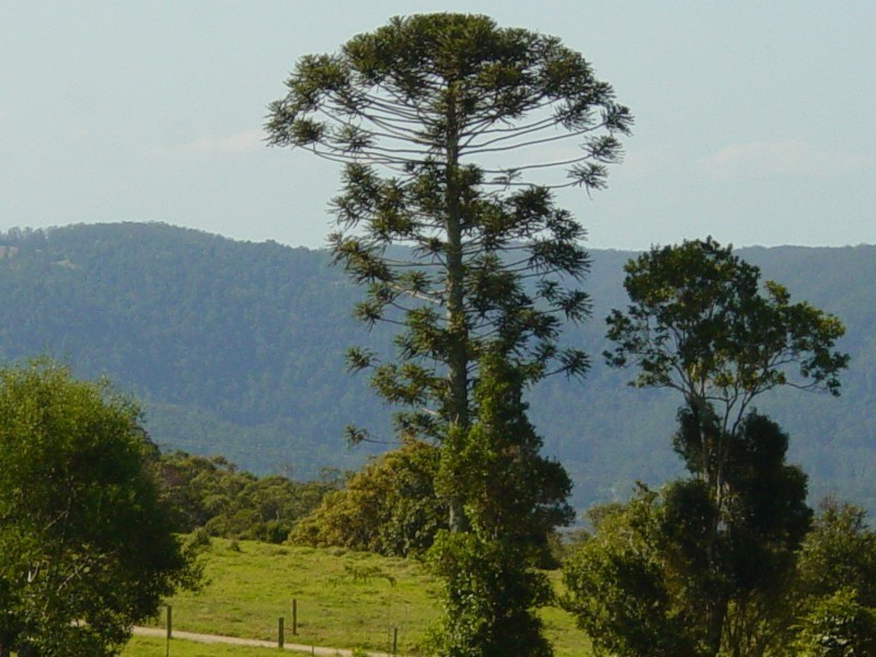 Maleny QLD 4552