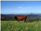 Maleny QLD 4552
