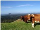 Maleny QLD 4552
