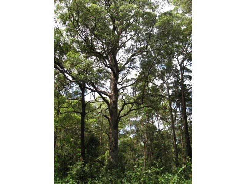 Curramore QLD 4552