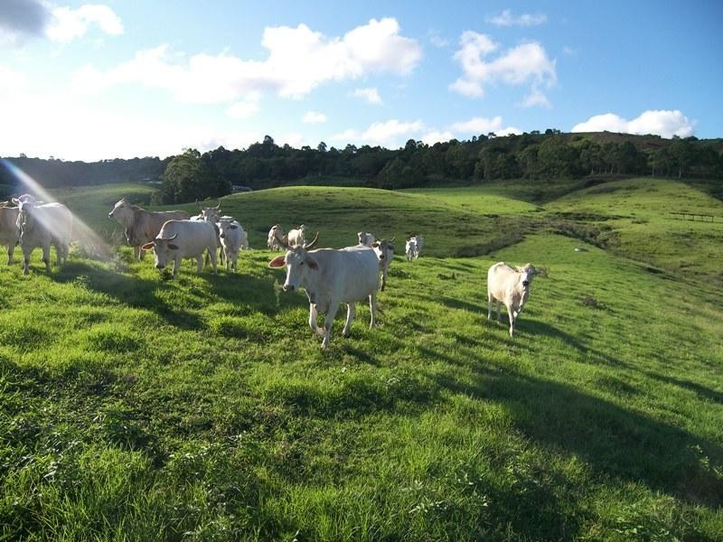 Bald Knob QLD 4552