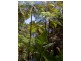 Curramore QLD 4552