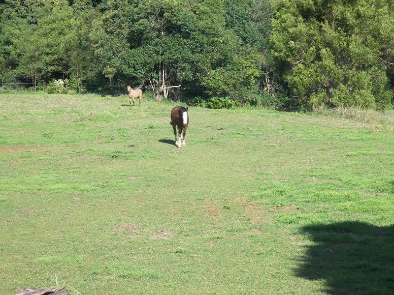 Reesville QLD 4552