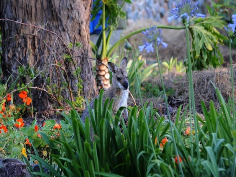 389 Corks Pocket Road, Reesville QLD 4552