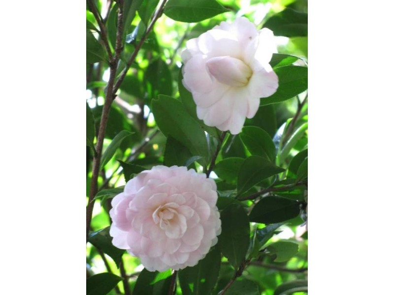 162 Ruddle Drive, Maleny QLD 4552