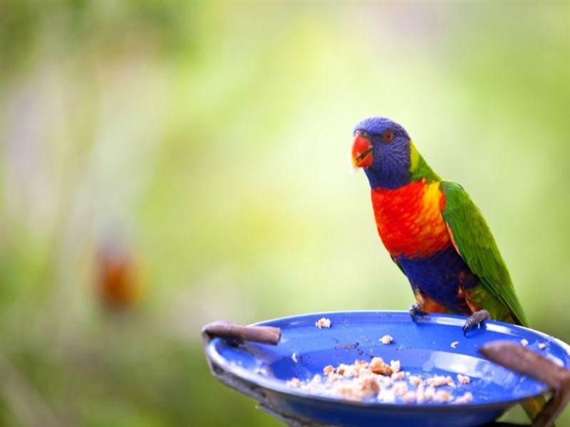 64 Harold Place, Peachester QLD 4519