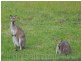 18 Windred Land, Conondale QLD 4552