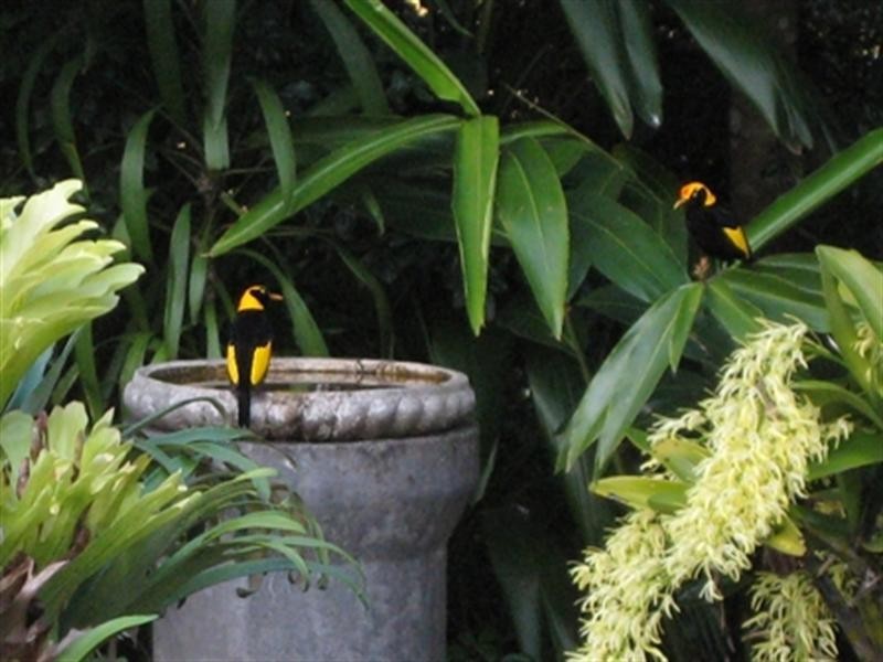 215 Mears Lane, Bellthorpe QLD 4514